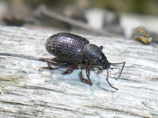 Otiorhynchus cribricollis